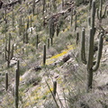 Tucson-Esperero Trail_24.JPG
